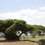 Prayer Tree in Ethiopia