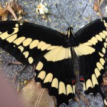 Giant Swallowtail